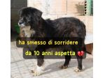 AMY 10 ANNI taglia media