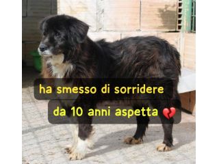 AMY 10 ANNI taglia media