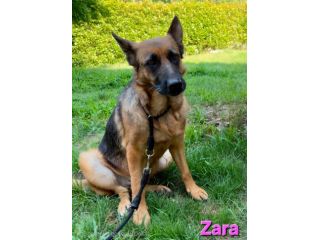 ZARA,splendida pastore tedesco abbandonata