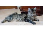 MAINE COON CUCCIOLA