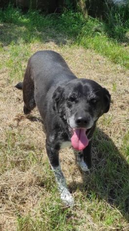TIMIDO E PACATO CAGNOLINO IN ADOZIONE - Foto 2