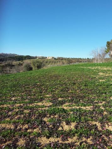 Agricolo in vendita a Cupra Marittima - Foto 20