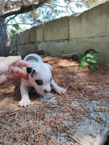 Cucciola Amstaff con pedigree ENCI - Foto 2