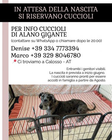 Disponibili Cuccioli selezionati Alano gigante - Foto 5