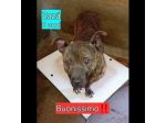 ZAZA'  straordinario dolce simpaticone cane in adozione