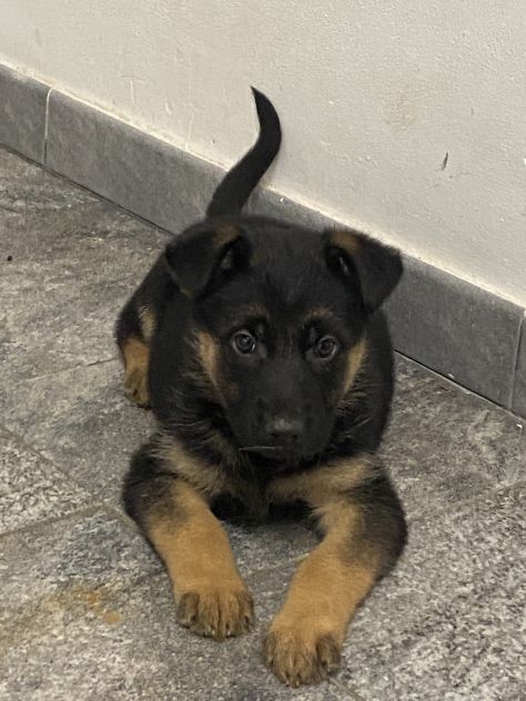 Cuccioli di pastore tedesco - Foto 5