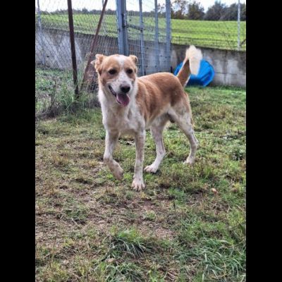 FELICE, 16 chili di dolcezza. CANE IN ADOZIONE - Foto 5