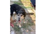 Nonno Benny
