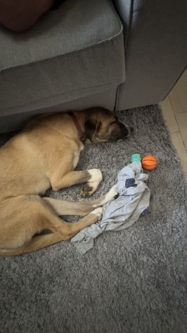 Cucciolo di 10 mesi - Foto 2
