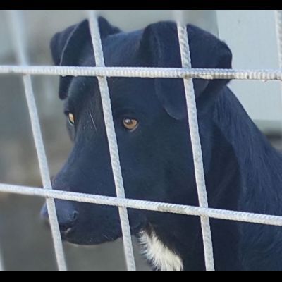 AARON UNO DEI TANTI DIMENTICATI, CANE IN ADOZIONE. - Foto 3