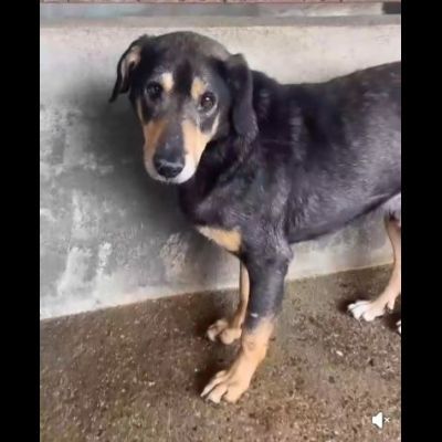 STILTON CERCA SALVEZZA CANE IN ADOZIONE - Foto 5