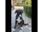 DANA E BERNA CUCCIOLE IN ADOZIONE