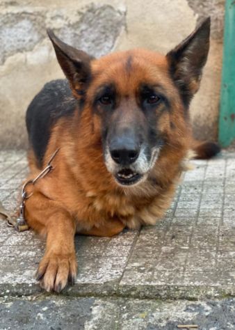 Pastore Tedesco 5anni e 1/2 rimasta sola.SUD SOS - Foto 2