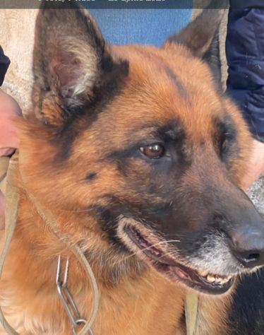 Pastore Tedesco 5anni e 1/2 rimasta sola.SUD SOS - Foto 5