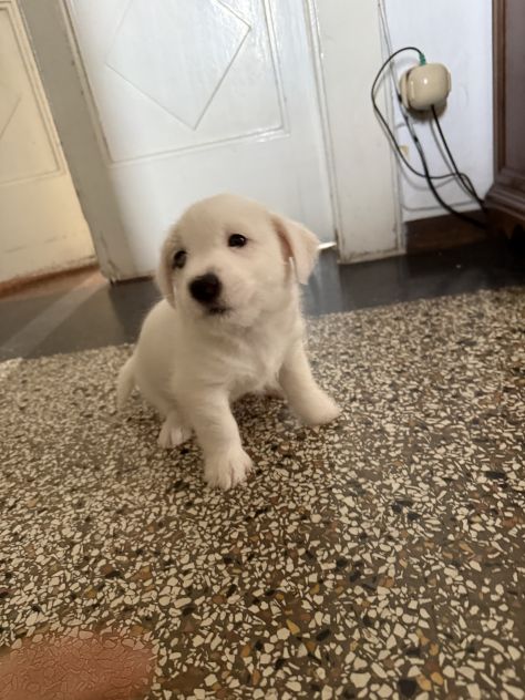 Cuccioli di jack Russell - Foto 10