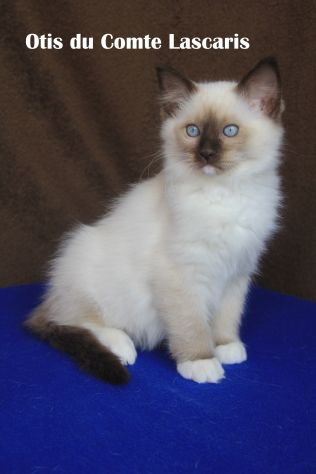 gattino dolcissimo razza Ragdoll - Foto 2