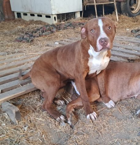 Pitbull splendido e buono 2anni.ultimo rimasto solo..CALABRIA SOS - Foto 2