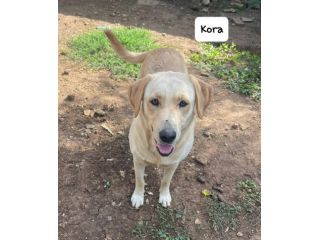 Kora simil labrador