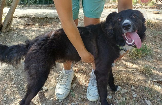 Tyson 9 mesi mix border collie