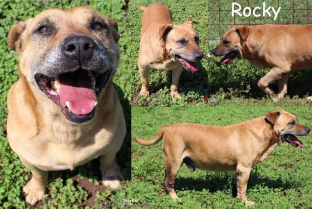 EMERGENZA Cani anziani anche il NIENTE per loro è TUTTO, Aiutateci a salvarli - Foto 3