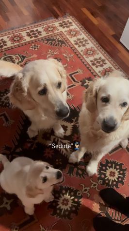 Cucciola di Golden Retriever color crema Kate