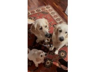 Cucciola di Golden Retriever color crema Kate