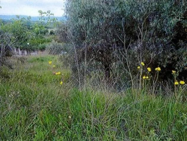 Immobile in asta di 1005 m² in vendita a Montegabbione - Foto 5