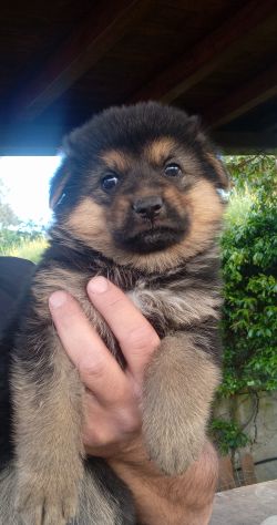 Splendidi cuccioli di pastore tedesco - Foto 3