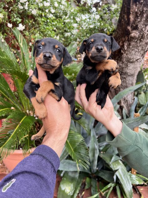 Cuccioli di Pinscher Tedesco - Foto 7