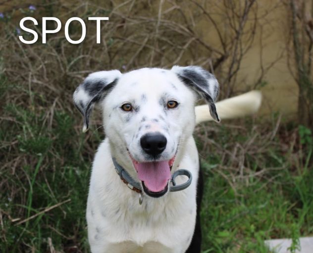 Una famiglia per il cucciolone Spot