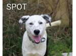 Una famiglia per il cucciolone Spot