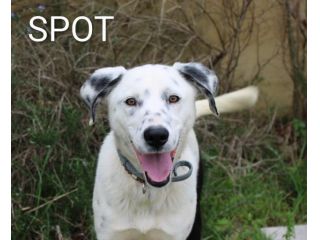 Una famiglia per il cucciolone Spot