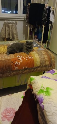 Cat sitter Milano - Foto 2