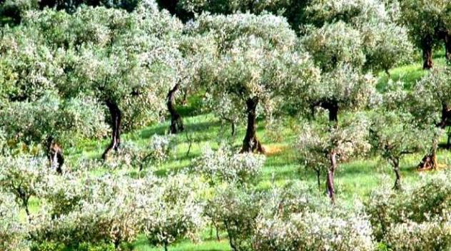Terreno agricolo in vendita a San Miniato 80000 mq Rif: 784577