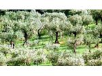 Terreno agricolo in vendita a San Miniato 80000 mq  Rif: 784577