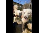 TIMOTEO SUPER COCCOLONE,  APRITE LA SUA GABBIA  CANE IN ADOZIONE