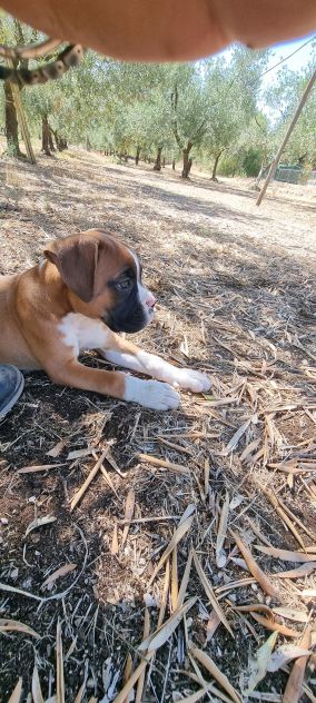 Cuccioli Boxer Bari Taranto Foggia Lecce Brindisi con pedigree - Foto 8