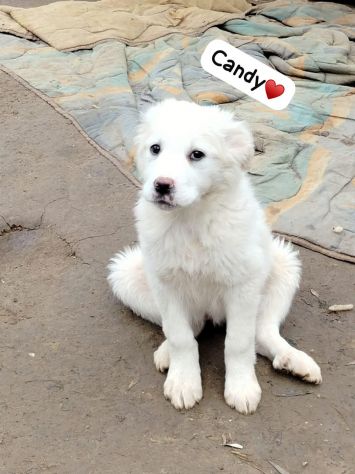 SPLENDIDE CUCCIOLE 3 MESI taglia media IN CANILE - Foto 6