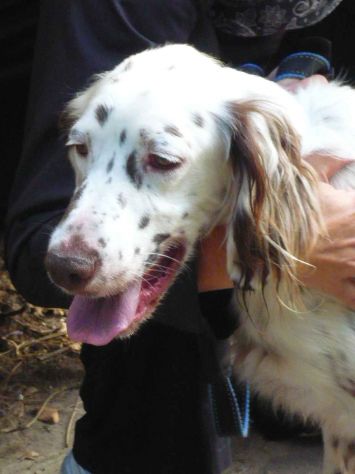 ARTU', fantastico setter inglese - Foto 3