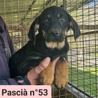 PAZZY E I SUOI CUCCIOLI IN ADOZIONE - Foto 5