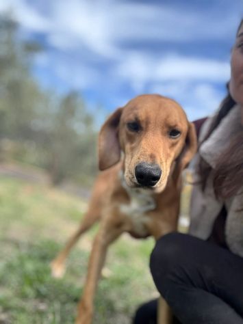 DIAMANTE SOCIEVOLE DELICATO CANE IN ADOZIONE  TG CONTENUTA - Foto 7