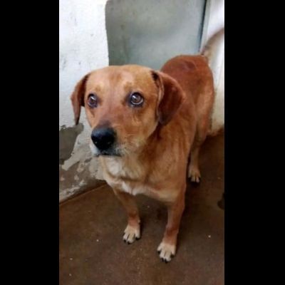 VICTOR TIMIDO E TRANQUILLO, CAGNOLINO IN ADOZIONE - Foto 5