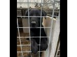 SIRIUS FANTASTICO MIX LABRADOR CANE IN ADOZIONE
