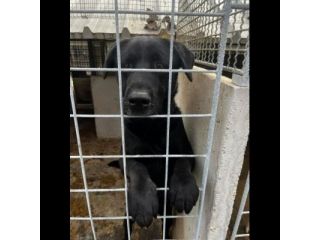 SIRIUS FANTASTICO MIX LABRADOR CANE IN ADOZIONE