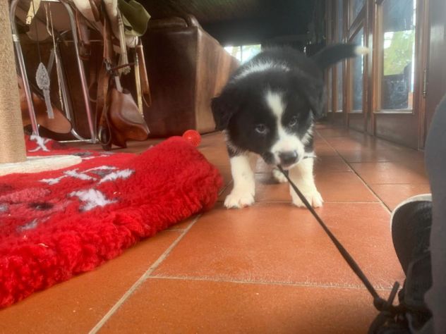 Border collie cuccioli di alta genealogia