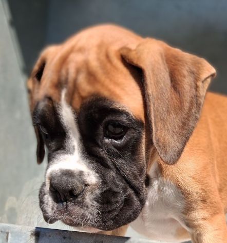 boxer cucciolo - Foto 2