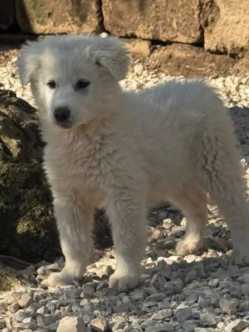 CUCCIOLE MAREMMANO 4 MESI SONO IN CANILE - Foto 3