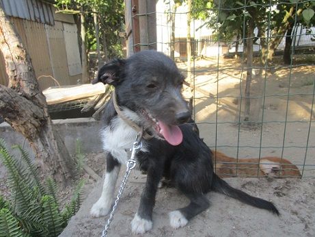 ARAMIS, cucciolo intelligente e vivace - Foto 2