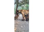 Cuccioli Pastore Belga Malinois in Puglia