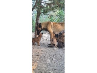 Cuccioli Pastore Belga Malinois in Puglia